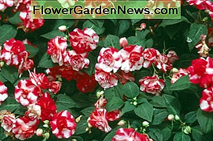 'Fusion Glow' impatiens 'Fusion Glow' impatiens