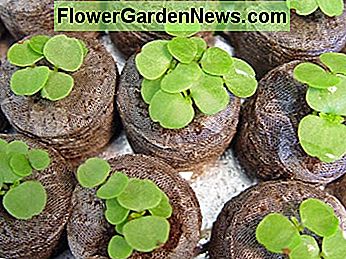 Biologisch afbreekbare plantbekers geven zaden een voedzame start Biodegradable planting cups give seeds a nutritious start
