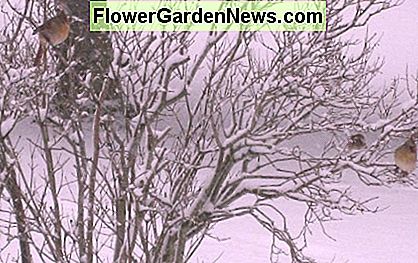 Deze late bevriezing maakte de vrouwelijke kardinalen in onze achtertuin in Central Ohio niet ongerust! This late spring freeze didn't worry the female cardinals in our Central Ohio backyard!