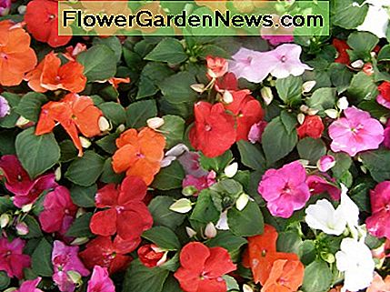 'Dazzler Mix' impatiens 'Dazzler Mix' impatiens