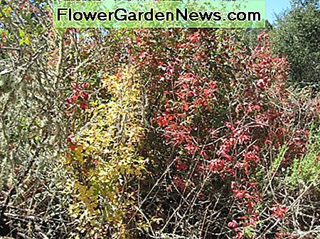 Deze veelkleurige gif Eik toont de diversiteit van de kleuren te zien in oktober eikenbladeren. This multi-color poison oak shows the diversity of color to be seen in October oak leaves.