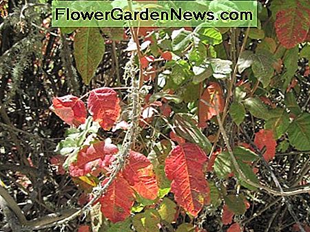 Vergif eik is mooi. Geen vraag over. Maar ik zou adviseren om elk onderdeel van je Thanksgiving-tafel als middelpunt te plaatsen. Poison oak is beautiful. No question about it. But I would advise against putting any in your Thanksgiving table centerpiece.