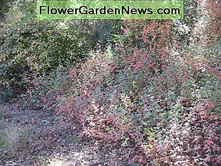 Dit is een typische kant van het wegbeeld van gifseik in halfschaduw. Een deel ervan is de bomen opklimmen, en een deel loopt langs de kant van de weg, en een deel kruipt de weg in. This is a typical side of the road display of poison oak in partial shade. Part of it is climbing up the trees, and part is lining the roadside, and part is creeping into the road.