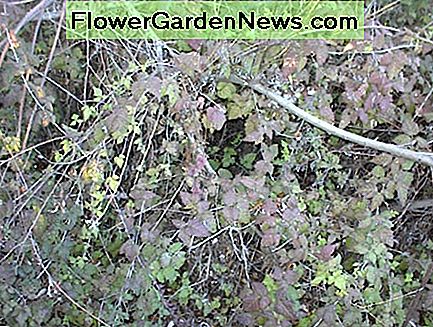 Poison oak in januari Poison oak in January