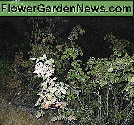 Poison Oak in juli langs Oak View Road in Templeton, Californië Poison Oak in July along Oak View Road in Templeton, California