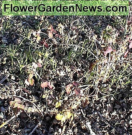Zorg ervoor dat u op klikt om de details van deze gif Eik planten bijna verborgen te zien waar de eikenbladeren om hen heen zijn gevallen in februari. Dit werd op Jack Creek Road in Paso Robles genomen. Be sure to click to see the details of these poison oak plants almost hidden where the oak leaves have fallen around them in February. This was taken on Jack Creek Road in Paso Robles.