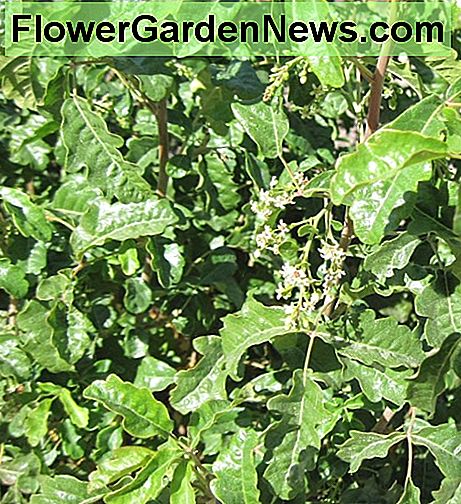 Deze bloemen en bessen komen van de gif eik in mijn eigen tuin. Je kunt de foto veel groter maken als je erop klikt. These flowers and berries are from the poison oak in my own yard. You can make the picture much larger if you click it.