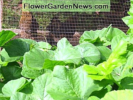 Viščiukai Traškučiai už moliūgų vynuogių Hens in Chicken Tractor Behind Pumpkin Vines