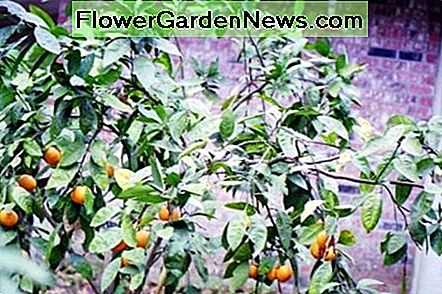 Pietų Luizianos metų rudenį Satsuma medžiai yra. Saldūs kvapus gėlės pritraukia apdulkintojus. Satsuma trees bear in the fall of the year in South Louisiana. The sweet smelling flowers attract pollinators.
