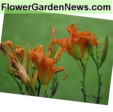 Daylily gėlės yra valgomos. Žiedynai gali būti virti, pavyzdžiui, žaliosios pupelės ir įdarytos, susmulkintos ir kepintos gėlės. Daylily flowers are edible. The buds can be cook like green beans and the flowers stuffed, battered and fried.