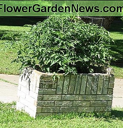 Pomidorų augalai, augantys dekoratyviniame augale. Tomato plants growing in an ornamental planter.