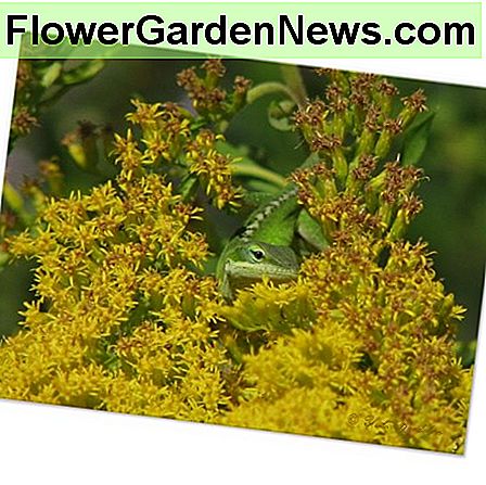 Goldenrod pritraukia daugelį apdulkintojų, kai jis žydi rudenį. Žalioji anola aukso aliejumi, prieinama Zazzle. Goldenrod attracts many pollinators when it blooms in the fall. Green anole in goldenrod available on Zazzle.