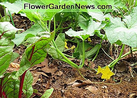 Agurkai ir šveicariški lizdai lazanijų soduose, kurie yra mulčiuoti su lapais ir pušies šiaudais. Cucumbers and Swiss chard in a lasagna garden which is mulched with leaves and pine straw.