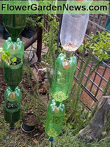 Buteliukai dabar yra pasirengę užpildyti medieną. Bottles are now ready for filling with potting soil.
