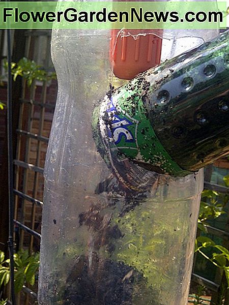 Užpildykite buteliuką su užpildu. Filling up the bottle with potting soil.