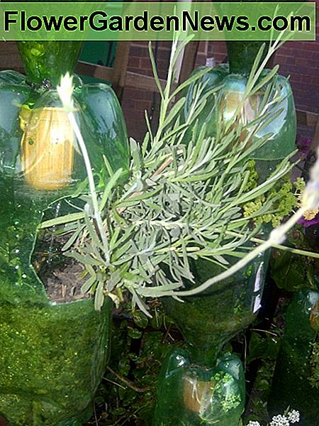 Levandos ir petražolės Lavender and parsley