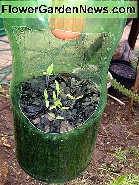 Pomidorai Tomatoes