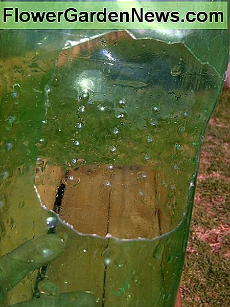 Butelis po jo yra supjaustytas pagal dydį. The bottle after it is cut to size.