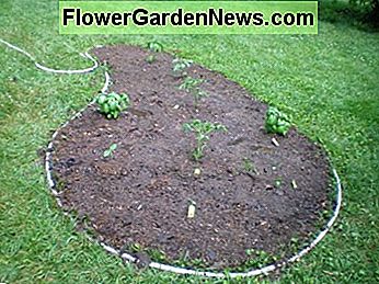 Pop deine Pflanzen oder Samen in den nassen Boden Pop Your Plants or Seeds Into the Wet Soil