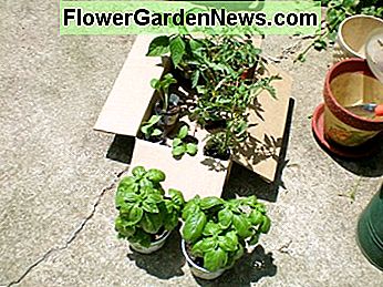 Meine kleine Schachtel mit Tomaten-, Pfeffer- und Kürbistransplantaten. My little box of tomato, pepper, and squash transplants.