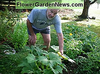 Hubby Bill wählt den ersten Squash! Hubby Bill picks first squash!