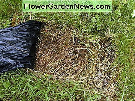 Efter 2 månader. Gräset har inte blivit helt dödat. Vid ytterligare inspektion upptäckte jag att plasten inte var helt ogenomskinlig After 2 months. The grass hasn't been completely killed. On further inspection, I discovered the plastic wasn't completely opaque