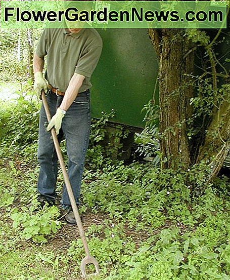 Massor av ogräs till höger! Lots of weeds to hoe!