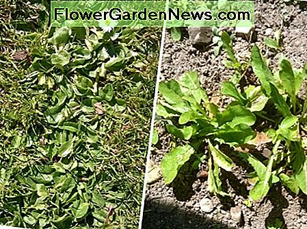Dessa tusenskönor och maskrosor behandlades med ättika. Vi ser hur effektivt det är att dra ihjäl under de kommande dagarna! These daisies and dandelions were treated with vinegar. We'll see how effective it is at weed killing in the coming days!