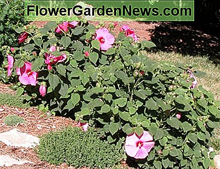 Detta är en hardy Hibiscus moscheutos, en icke-tropisk släkting från den inhemska träskmallowen från Östra USA. Den har de största blommorna som kan nå upp till en fot över. This is a hardy Hibiscus moscheutos, a non-tropical relative of the native swamp mallow from the Eastern US. It has the largest blooms which can reach up to a foot across.
