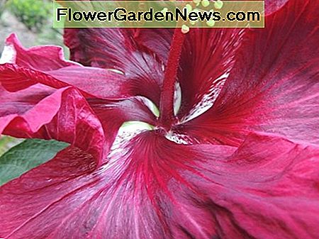 Tropisk hibiskus Tropical hibiscus