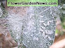 De håriga filamenten som är förknippade med den jätte vita vingen är faktiskt ett vaxartat, vattenbeständigt skydd för ägg och unga insekter. The hairy filaments associated with the giant w white fly are actually a waxy, water resistant protection for eggs and young insects.
