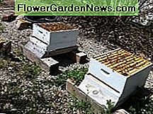 แยกผึ้งลมพิษ Splitting Bee Hives