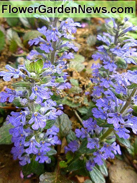 Ajuga in voller Blüte Ajuga in bloom