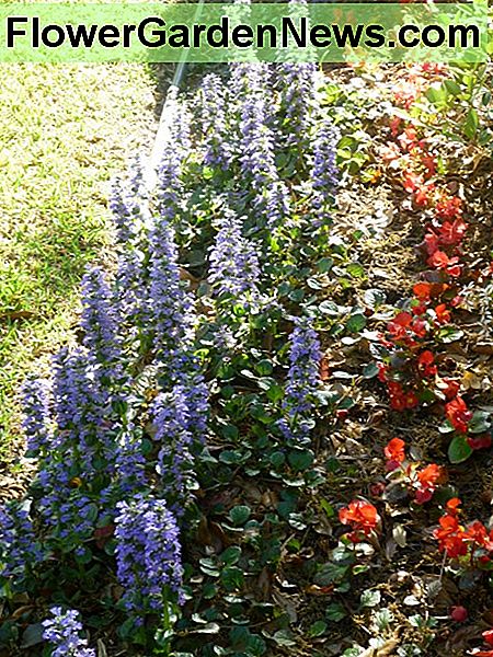 Ajuga in voller Blüte Ajuga in bloom