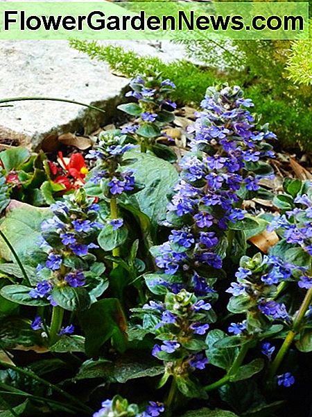 Ajuga, der in unserem Hinterhofgarten blüht. Ajuga blooming in our backyard garden.