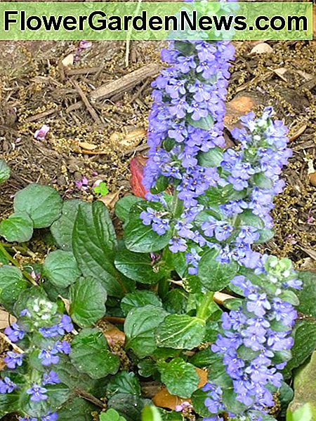 Ajuga in voller Blüte Ajuga in bloom