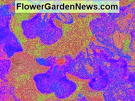 Fotobearbeitungs-Spaß ... Diese Ajuga-Pflanze sieht fast aus wie ein Wandteppich! Photo editing fun...This ajuga plant almost looks like a tapestry!