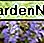 Ajuga in voller Blüte Ajuga in bloom