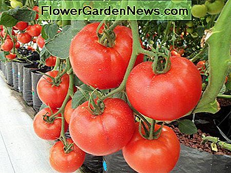 Hydroponische Tomaten Hydroponic Tomatoes