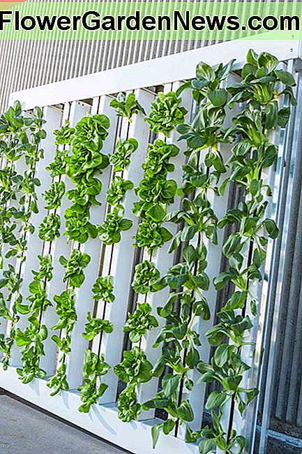 Salat in Wasser wachsen Growing lettuce in Water