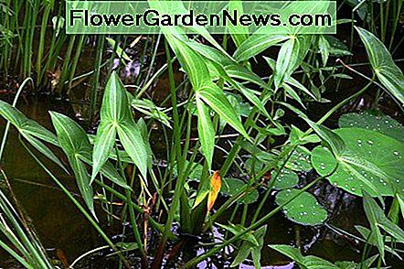 Pfeilspitze Pflanze in Wasser Arrowhead Plant in Water