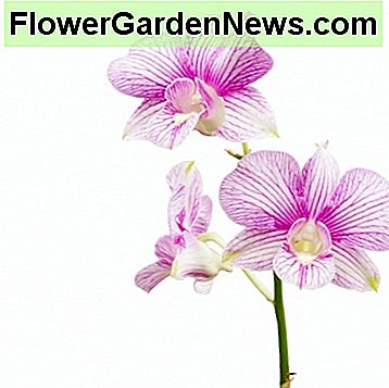 Die wachsende Orchidee ist nicht so schwierig, solange Sie das richtige Verhältnis von Wasser und Licht haben. Growing orchid isn't that difficult, as long as you get the correct ratio of water and light.