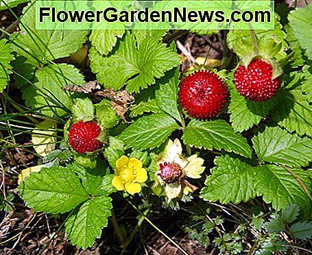 Mock jordbær. Mock strawberries.