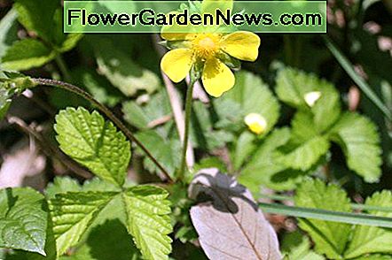 Blomst af mock jordbær plante. Flower of the mock strawberry plant.
