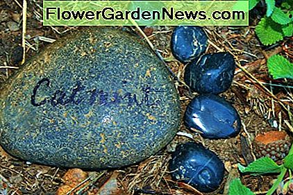 Footprint Pflanzenmarker aus Gartensteinen und Flusssteinen machen Spaß. Footprint plant markers made from garden stones and river rocks are fun to make.