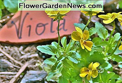 Scherben aus zerbrochenen Tontöpfen lassen sich leicht zu Pflanzenmarkern verarbeiten. Shards of broken clay pots are easy to turn into plant markers.