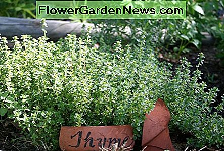 Ein Sharpie und ein kaputter Tontopf sind alles, was Sie brauchen, um einen einfachen Pflanzenmarker für Ihren Garten zu erstellen. A Sharpie & a broken clay pot are all you need to make a simple plant marker for your garden.