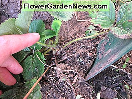 Drücken Sie die Schaufel nicht zu nahe an den Stamm, wenn Sie die Pflanze ausgraben. Idealerweise sollte man die Schaufel einmal und tief hineinschieben. Dann heben Sie die Pflanze frei. Don't press the shovel too closely to the stem when digging out the plant. Ideally, one should push the shovel in once and deeply. Then lift the plant free.
