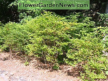 Sadzenie krzewy bor贸wki Planting Blueberry Bushes