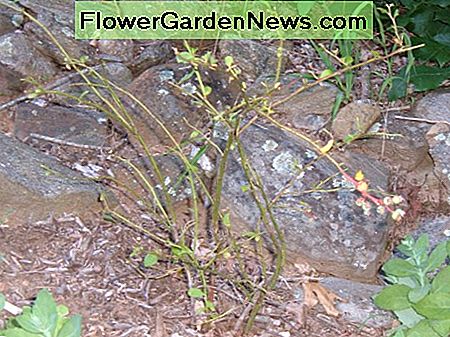 Kozy lubi膮 te偶 jagody. I nie tylko jagody .... Goats like blueberries too. And not just the berries....